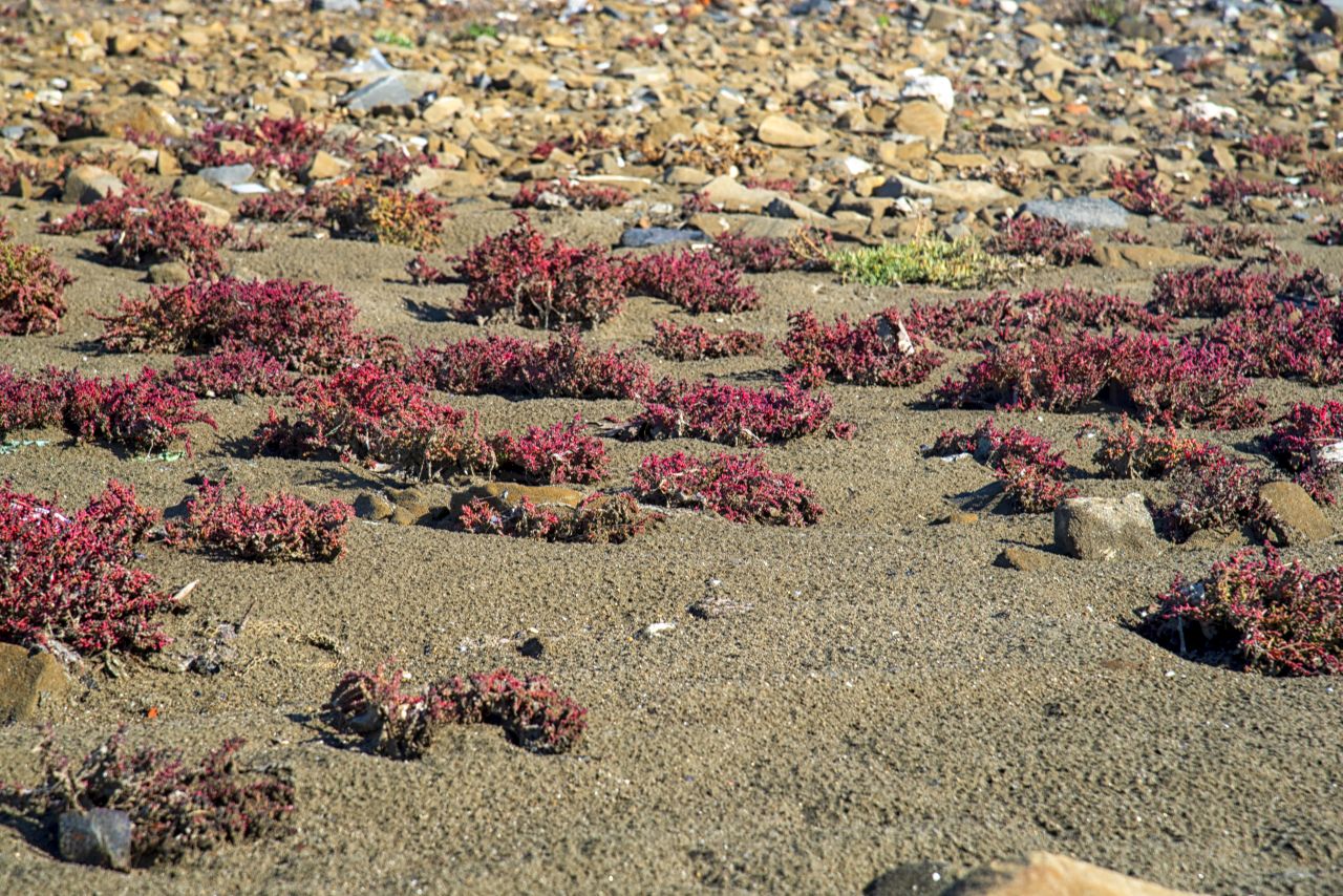 La salicornia e il salicornieto: scrigni di biodiversit allIdroscalo di Ostia